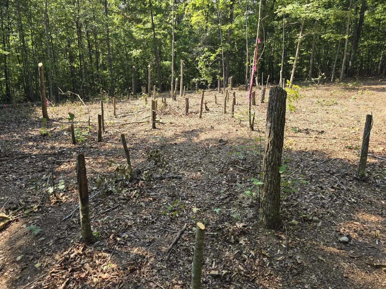 Wooded building site with many low cut stumps and pink survey tape on a tree