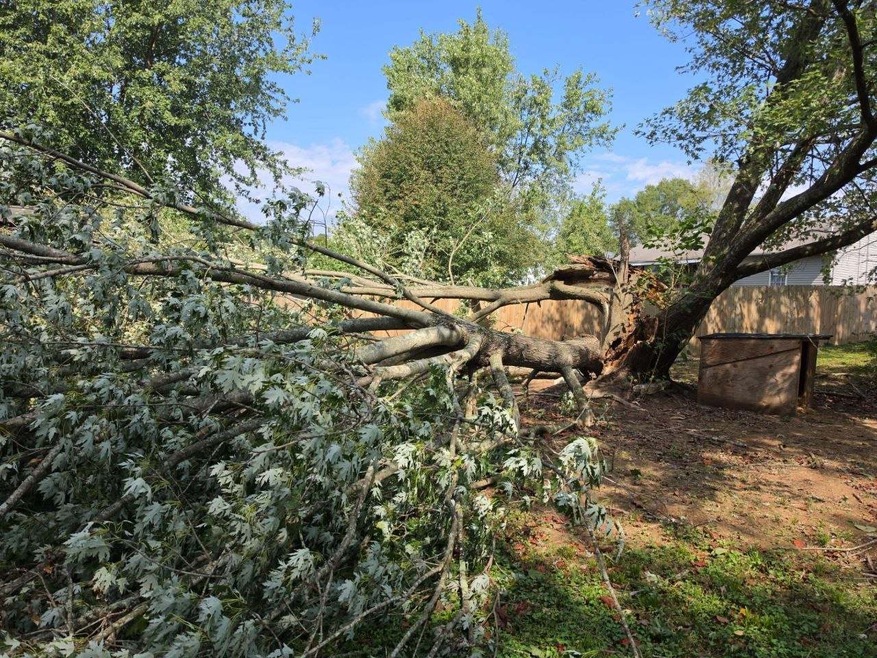 Large tree down across a Lawrenceburg yard before storm cleanup
