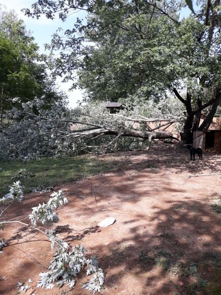 Tree and limbs down in a yard before cleanup