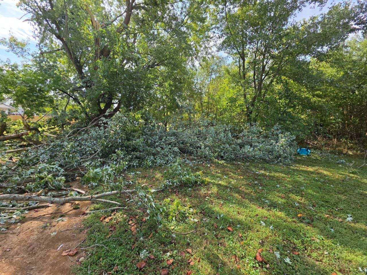 Pile of cut limbs and green brush gathered on the ground