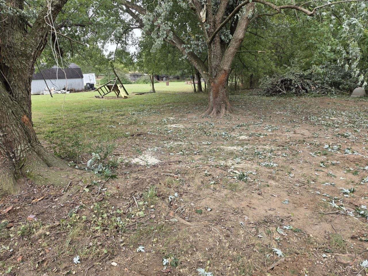 View across cleared ground from under standing trees after storm cleanup